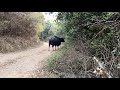 Dajipur Bison Ph-9730886354