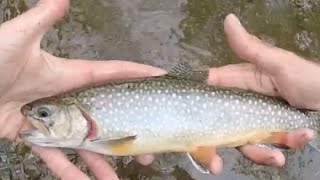 Brook, Brown and Rainbow Trout Fishing with Trout Magnets