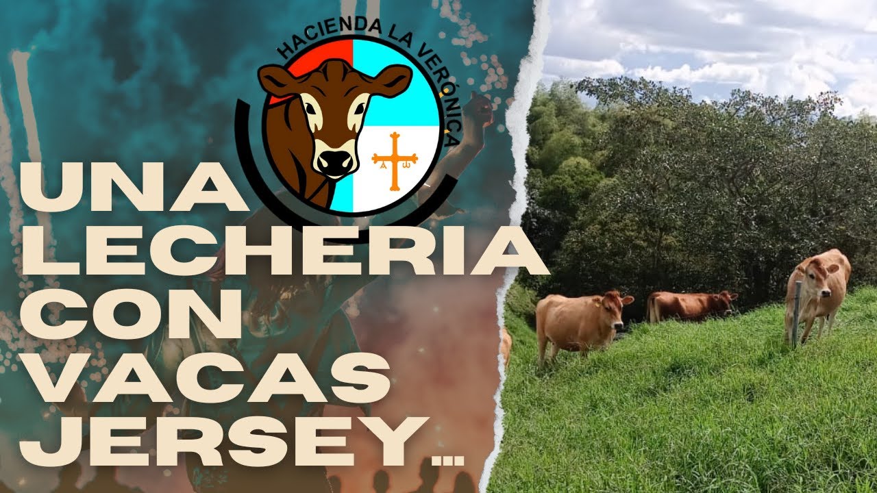 UNA LECHERIA CON VACAS JERSEY