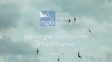 Swift action - we want your swift sightings!