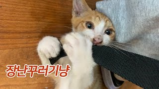 사람 손탄 아기고양이 장난치는게 좋아요(길고양이) smart stray cat
