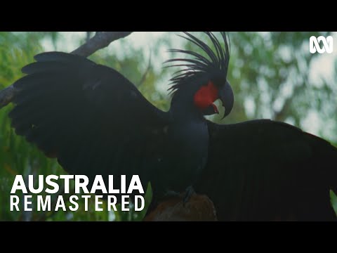 Video: Plum Cockatoo