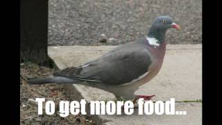Pigeon Impossible