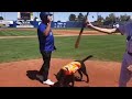 Finn the Bat Dog. Double circle pickup.