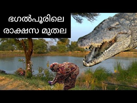 ഭഗൽപൂരിലെ രാക്ഷസ മുതല | വേട്ടകഥ| ManEater Crocodile of Bhagalpur| Hunting Story |Malayalam