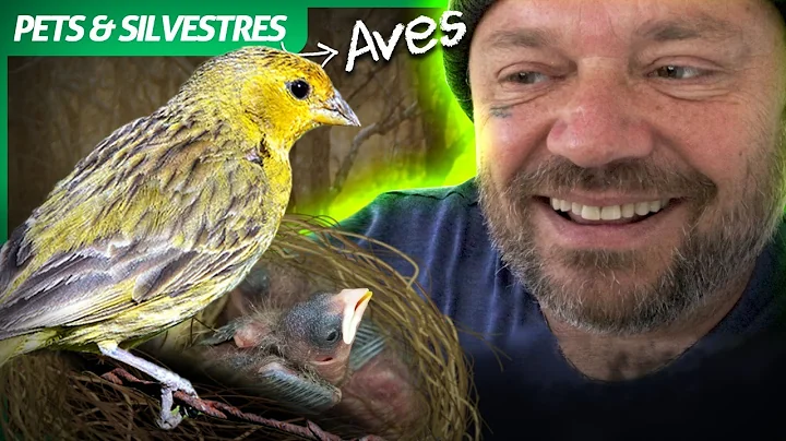 PROVOCANDO CANRIO DA TERRA! | RICHARD RASMUSSEN