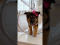 Puppy Joyride: German Shepherd Slides Down Acrylic Spiral Vest &amp; Bow 🐶 #puppy #cute #shorts