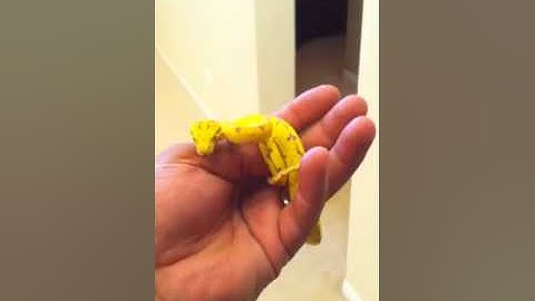 Sorong green tree python