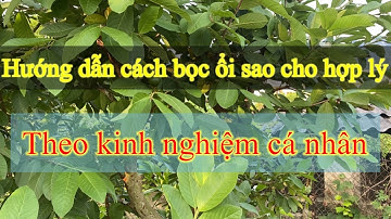 Hướng dẫn cách bọc ổi sao cho hợp lý nhất,cách bọc ổi lê đài loan theo kinh nghiệm cá nhân