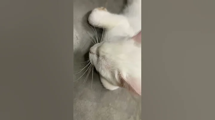 Watch the video about White himalayan cat