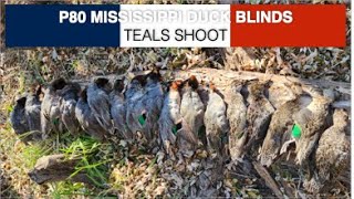 Canards du Mississippi: Des sarcelles par milliers - US MN November 2023 - Mississippi Ducks: Teals