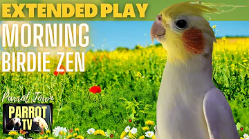 Morning Birdie Zen | Meditation Music for Birds | 9HRS EXTENDED PLAY | Parrot TV for Your Bird Room🌞