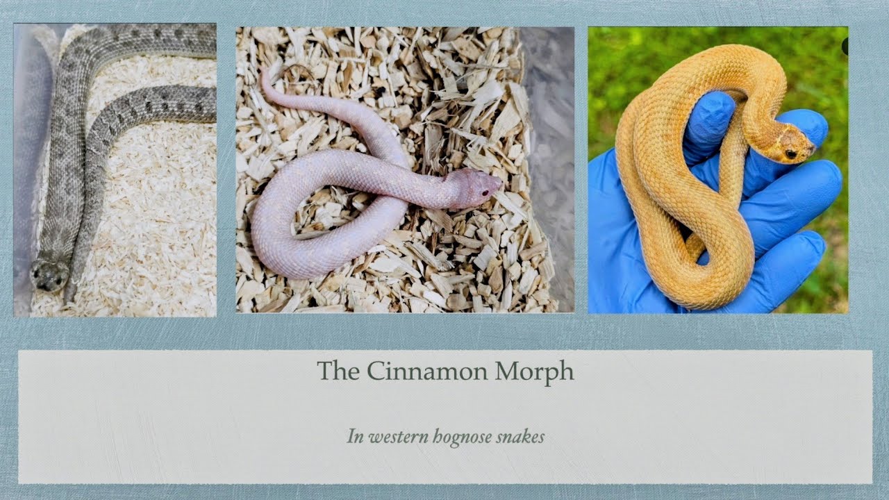 Коричная морфа у западных свиноносых змей