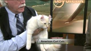 Upclose look at American Curl Cats
