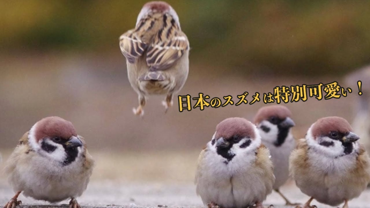 どうして日本の動物だけ 日本に生息するスズメ達が可愛すぎると話題に 海外の反応 Youtube