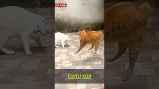 Ci̇lveli̇ Kedi̇ Fai̇l Vi̇deolar - Komi̇k Anlar- Yunushocaa