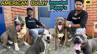 AMERICAN BULLYXL | Bully Puppies | Imported QualityChennai American bully Kennel | Eagletwist