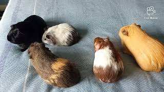 New Guinea Pig and Birthday Party!