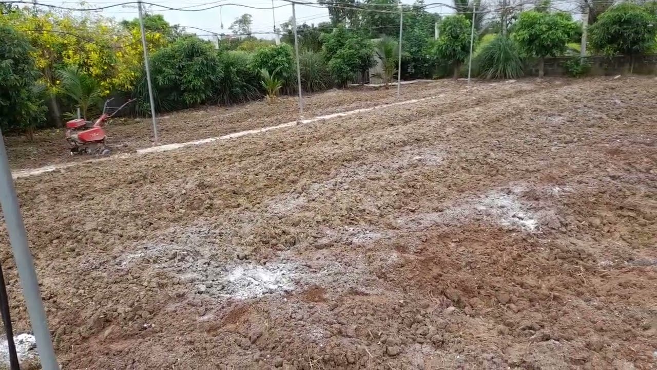 làm đất chuẩn bị vụ hoa tết 2024