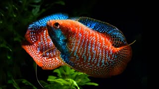 6 TYPES OF ORNAMENTAL FISH GOURAMI