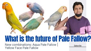 What is the Future of Pale Fallow| Aqua Pale Fallow |Yellow Face Pale Fallow #palefallow #lovebird