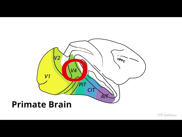 Brain at work: spotting half-hidden objects class=