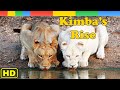 Lion documentary   kimbas rise of lion pride  nat geo wild documentary