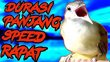 MANTAP RAPAT | Kapas Tembak Gacor Speed Rapat ||👍 Masteran Kapas Tembak Jernih