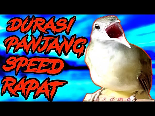 MANTAP RAPAT | Kapas Tembak Gacor Speed Rapat ||👍 Masteran Kapas Tembak Jernih class=