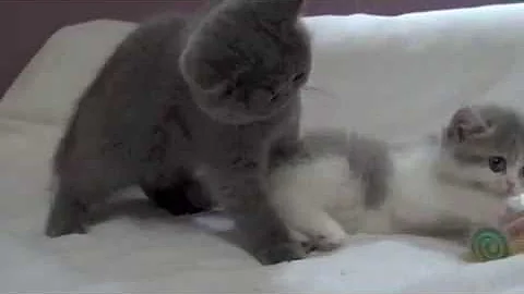Video 1238541: exotic female kitten