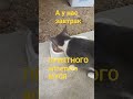Просто завтрак.