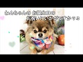 犬　バンダナ　ハッピーバースデーバンダナ〔G-234〕