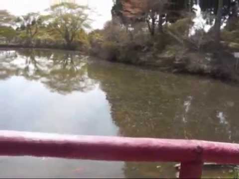 プリンの散歩　鳥見山公園