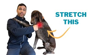 How to Stretch Your Dog's Shoulders