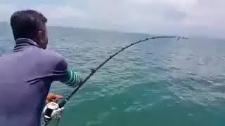 Pancing Ikan Pari 20kg screenshot 4