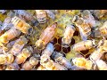 UP CLOSE AND PERSONAL WITH A QUEEN BEE!