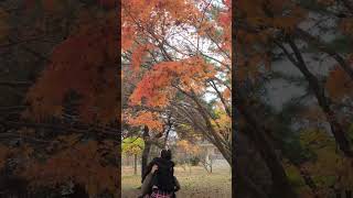 #가을#늦가을#가을끝자락#경주#보문단지#단풍놀이#낙엽#빨강#노랑#아빠와#남매#남매일상#주말일상