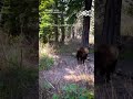 Hikers dodge grizzly bears charging down trail