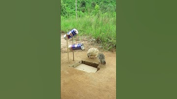 Creative Quail Trap / Create Quail Trap Using Can And Cardboard # shorts #create #traps