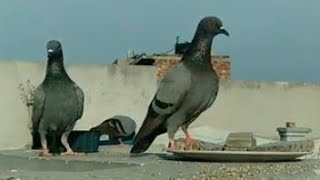 Bird's Live/naturelive/birdslife/pigeons/Live