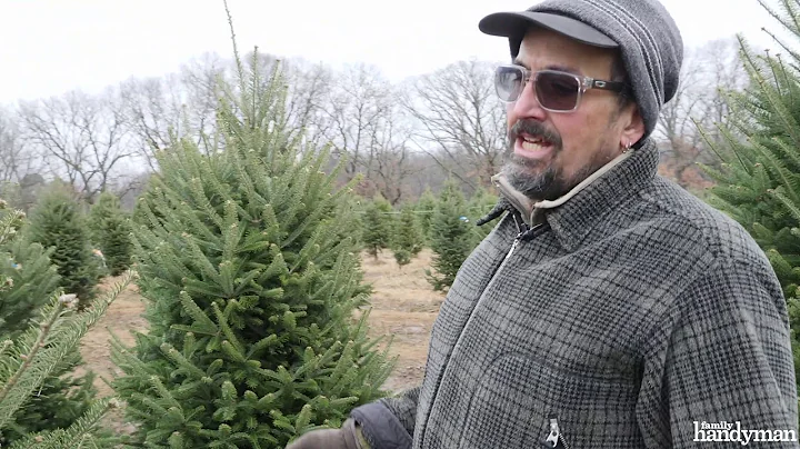 Tips for Cutting Down Your Own Christmas Tree