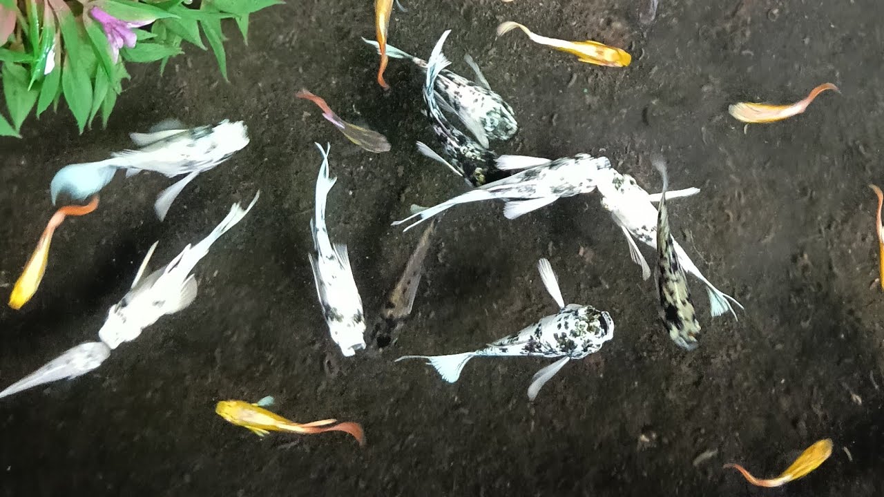 bầy cá thủy sinh