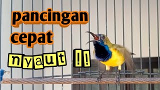 PANCINGAN SOGON CEPAT NYAUT PUTAR SAMPAI GACOR     #pancingansogon #pancingansogongacor #sogokontong