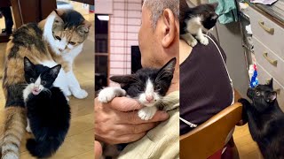 新入り子猫がキーくんと名付けられるまで＆母性が芽生える先輩猫たち