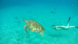 Snorkelen bij Playa Piskado - Curacao