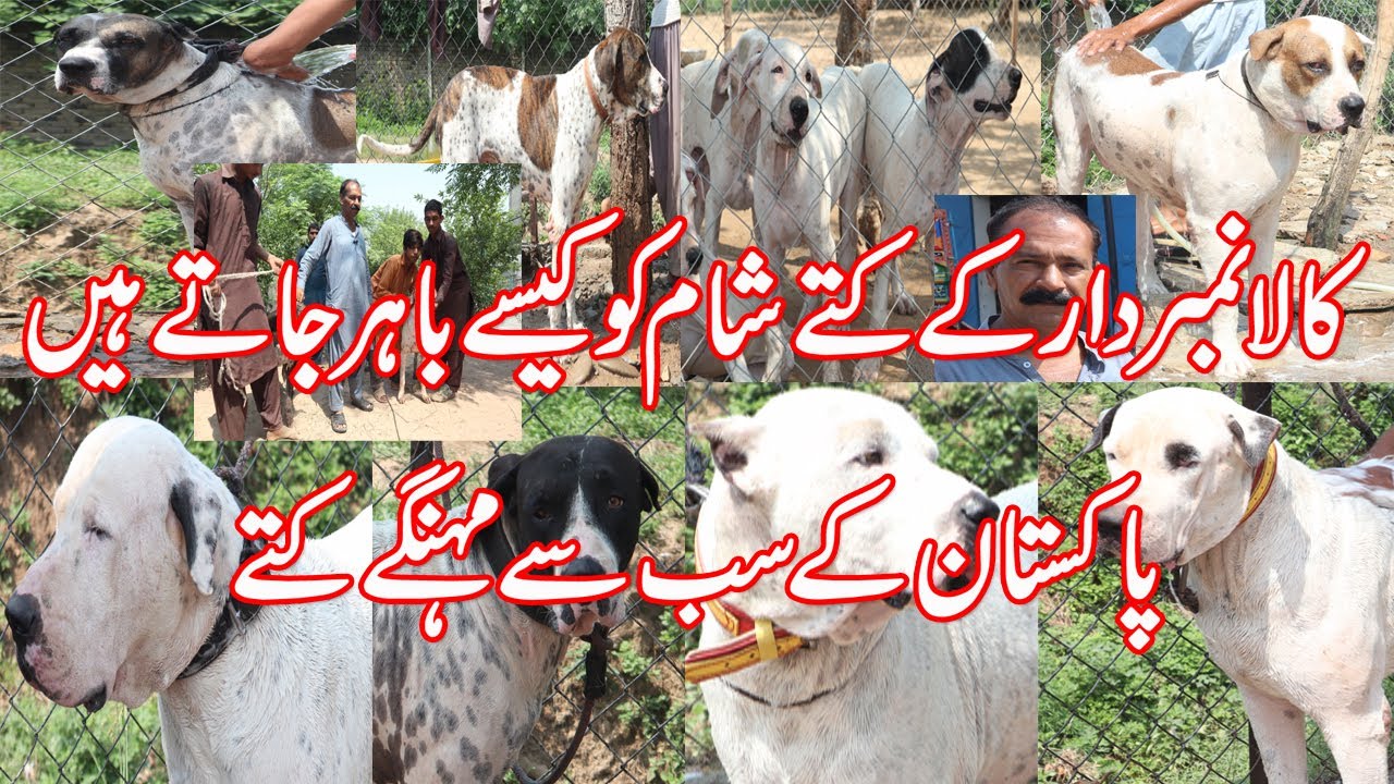 Bully Dogs Setup Of Rao Kala Nambardar | Dogs ki Sham ki Routine