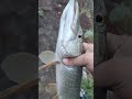 Щука на мандулу, поймал отпусти #fishing #kazan #tatarstan #рыбалка #fish #spinning #татарстан .