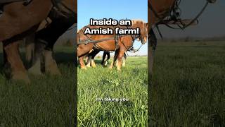 Inside an Amish Farm: 40,000 Pastured Chickens, ZERO Electricity #pastureraised  #sustainableliving