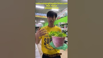 Hoa Dạ Yến Thảo Vàng Đọt