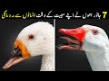 7 Animals Who Asked Human For Help | Emotional Moments | NYKI